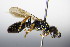  ( - BC ZSM HYM 17784)  @12 [ ] CreativeCommons - Attribution Non-Commercial Share-Alike (2015) Unspecified SNSB, Zoologische Staatssammlung Muenchen