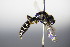  ( - BC ZSM HYM 17785)  @13 [ ] CreativeCommons - Attribution Non-Commercial Share-Alike (2015) Unspecified SNSB, Zoologische Staatssammlung Muenchen