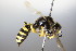  ( - BC ZSM HYM 17788)  @12 [ ] CreativeCommons - Attribution Non-Commercial Share-Alike (2015) Unspecified SNSB, Zoologische Staatssammlung Muenchen