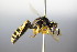 ( - BC ZSM HYM 17790)  @12 [ ] CreativeCommons - Attribution Non-Commercial Share-Alike (2015) Unspecified SNSB, Zoologische Staatssammlung Muenchen
