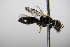  ( - BC ZSM HYM 17791)  @12 [ ] CreativeCommons - Attribution Non-Commercial Share-Alike (2015) Unspecified SNSB, Zoologische Staatssammlung Muenchen