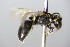 ( - BC ZSM HYM 17800)  @12 [ ] CreativeCommons - Attribution Non-Commercial Share-Alike (2015) Unspecified SNSB, Zoologische Staatssammlung Muenchen