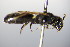  ( - BC ZSM HYM 17827)  @12 [ ] CreativeCommons - Attribution Non-Commercial Share-Alike (2015) Unspecified SNSB, Zoologische Staatssammlung Muenchen