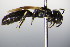  ( - BC ZSM HYM 17828)  @12 [ ] CreativeCommons - Attribution Non-Commercial Share-Alike (2015) Unspecified SNSB, Zoologische Staatssammlung Muenchen