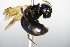  ( - BC ZSM HYM 17829)  @12 [ ] CreativeCommons - Attribution Non-Commercial Share-Alike (2015) Unspecified SNSB, Zoologische Staatssammlung Muenchen