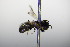  ( - BC ZSM HYM 17836)  @11 [ ] CreativeCommons - Attribution Non-Commercial Share-Alike (2015) Unspecified SNSB, Zoologische Staatssammlung Muenchen