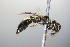  ( - BC ZSM HYM 17842)  @11 [ ] CreativeCommons - Attribution Non-Commercial Share-Alike (2015) Unspecified SNSB, Zoologische Staatssammlung Muenchen