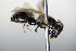  ( - BC ZSM HYM 17855)  @12 [ ] CreativeCommons - Attribution Non-Commercial Share-Alike (2015) Unspecified SNSB, Zoologische Staatssammlung Muenchen