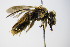  ( - BC ZSM HYM 17874)  @11 [ ] CreativeCommons - Attribution Non-Commercial Share-Alike (2015) Unspecified SNSB, Zoologische Staatssammlung Muenchen