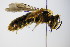  ( - BC ZSM HYM 17876)  @14 [ ] CreativeCommons - Attribution Non-Commercial Share-Alike (2015) Unspecified SNSB, Zoologische Staatssammlung Muenchen