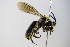  ( - BC ZSM HYM 17877)  @14 [ ] CreativeCommons - Attribution Non-Commercial Share-Alike (2015) Unspecified SNSB, Zoologische Staatssammlung Muenchen
