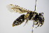  ( - BC ZSM HYM 17878)  @13 [ ] CreativeCommons - Attribution Non-Commercial Share-Alike (2015) Unspecified SNSB, Zoologische Staatssammlung Muenchen
