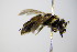  ( - BC ZSM HYM 17879)  @12 [ ] CreativeCommons - Attribution Non-Commercial Share-Alike (2015) Unspecified SNSB, Zoologische Staatssammlung Muenchen