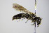  ( - BC ZSM HYM 17880)  @12 [ ] CreativeCommons - Attribution Non-Commercial Share-Alike (2015) Unspecified SNSB, Zoologische Staatssammlung Muenchen