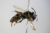  ( - BC ZSM HYM 17882)  @13 [ ] CreativeCommons - Attribution Non-Commercial Share-Alike (2015) Unspecified SNSB, Zoologische Staatssammlung Muenchen