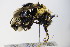  ( - BC ZSM HYM 17916)  @12 [ ] CreativeCommons - Attribution Non-Commercial Share-Alike (2015) Unspecified SNSB, Zoologische Staatssammlung Muenchen