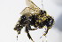 ( - BC ZSM HYM 17917)  @13 [ ] CreativeCommons - Attribution Non-Commercial Share-Alike (2015) Unspecified SNSB, Zoologische Staatssammlung Muenchen