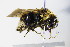  ( - BC ZSM HYM 17918)  @12 [ ] CreativeCommons - Attribution Non-Commercial Share-Alike (2015) Unspecified SNSB, Zoologische Staatssammlung Muenchen