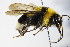  ( - BC ZSM HYM 17919)  @14 [ ] CreativeCommons - Attribution Non-Commercial Share-Alike (2015) Unspecified SNSB, Zoologische Staatssammlung Muenchen