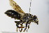  (Megachile pyrenaica - BC ZSM HYM 17935)  @14 [ ] CreativeCommons - Attribution Non-Commercial Share-Alike (2015) Unspecified SNSB, Zoologische Staatssammlung Muenchen