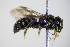  ( - BC ZSM HYM 17940)  @12 [ ] CreativeCommons - Attribution Non-Commercial Share-Alike (2015) Unspecified SNSB, Zoologische Staatssammlung Muenchen