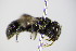  ( - BC ZSM HYM 17941)  @12 [ ] CreativeCommons - Attribution Non-Commercial Share-Alike (2015) Unspecified SNSB, Zoologische Staatssammlung Muenchen