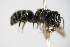  ( - BC ZSM HYM 17942)  @12 [ ] CreativeCommons - Attribution Non-Commercial Share-Alike (2015) Unspecified SNSB, Zoologische Staatssammlung Muenchen