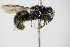  ( - BC ZSM HYM 17943)  @12 [ ] CreativeCommons - Attribution Non-Commercial Share-Alike (2015) Unspecified SNSB, Zoologische Staatssammlung Muenchen