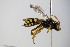 ( - BC ZSM HYM 17950)  @13 [ ] CreativeCommons - Attribution Non-Commercial Share-Alike (2015) Unspecified SNSB, Zoologische Staatssammlung Muenchen