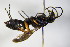  ( - BC ZSM HYM 17122)  @11 [ ] CreativeCommons - Attribution Non-Commercial Share-Alike (2015) Unspecified SNSB, Zoologische Staatssammlung Muenchen