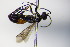  ( - BC ZSM HYM 17160)  @11 [ ] CreativeCommons - Attribution Non-Commercial Share-Alike (2015) Unspecified SNSB, Zoologische Staatssammlung Muenchen