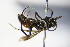  ( - BC ZSM HYM 17163)  @11 [ ] CreativeCommons - Attribution Non-Commercial Share-Alike (2015) Unspecified SNSB, Zoologische Staatssammlung Muenchen