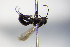  ( - BC ZSM HYM 17166)  @11 [ ] CreativeCommons - Attribution Non-Commercial Share-Alike (2015) Unspecified SNSB, Zoologische Staatssammlung Muenchen
