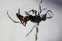  ( - BC ZSM HYM 17168)  @11 [ ] CreativeCommons - Attribution Non-Commercial Share-Alike (2015) Unspecified SNSB, Zoologische Staatssammlung Muenchen