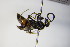  ( - BC ZSM HYM 17169)  @11 [ ] CreativeCommons - Attribution Non-Commercial Share-Alike (2015) Unspecified SNSB, Zoologische Staatssammlung Muenchen