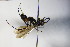  ( - BC ZSM HYM 17179)  @11 [ ] CreativeCommons - Attribution Non-Commercial Share-Alike (2015) Unspecified SNSB, Zoologische Staatssammlung Muenchen