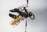  ( - BC ZSM HYM 17180)  @11 [ ] CreativeCommons - Attribution Non-Commercial Share-Alike (2015) Unspecified SNSB, Zoologische Staatssammlung Muenchen