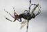  ( - BC ZSM HYM 17181)  @11 [ ] CreativeCommons - Attribution Non-Commercial Share-Alike (2015) Unspecified SNSB, Zoologische Staatssammlung Muenchen