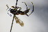  ( - BC ZSM HYM 17183)  @12 [ ] CreativeCommons - Attribution Non-Commercial Share-Alike (2015) Unspecified SNSB, Zoologische Staatssammlung Muenchen