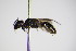  ( - BC ZSM HYM 15401)  @14 [ ] CreativeCommons - Attribution Non-Commercial Share-Alike (2015) Unspecified SNSB, Zoologische Staatssammlung Muenchen
