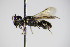  ( - BC ZSM HYM 15403)  @11 [ ] CreativeCommons - Attribution Non-Commercial Share-Alike (2015) Unspecified SNSB, Zoologische Staatssammlung Muenchen