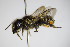  ( - BC ZSM HYM 15417)  @11 [ ] CreativeCommons - Attribution Non-Commercial Share-Alike (2015) Unspecified SNSB, Zoologische Staatssammlung Muenchen