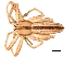  ( - 10PROBE-21177)  @14 [ ] CreativeCommons - Attribution (2010) CBG Photography Group Centre for Biodiversity Genomics