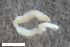  ( - ZFMK-TIS-2602130)  @11 [ ] CreativeCommons  Attribution Share-Alike (by-sa) 4.0 (2018) Unspecified Zoologisches Forschungsmuseum Alexander Koenig