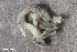  ( - ZFMK-TIS-2602131)  @11 [ ] CreativeCommons  Attribution Share-Alike (by-sa) 4.0 (2018) Unspecified Zoologisches Forschungsmuseum Alexander Koenig