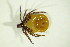  ( - GBOL03830)  @14 [ ] CreativeCommons - Attribution Non-Commercial Share-Alike (2015) Unspecified SNSB, Zoologische Staatssammlung Muenchen