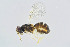  (Coccophagus gossypariae - BC-ZSM-HYM-20769-E10)  @13 [ ] CreativeCommons - Attribution Non-Commercial Share-Alike (2014) Stefan Schmidt SNSB, Zoologische Staatssammlung Muenchen
