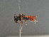  ( - BC ZSM HYM 11907)  @12 [ ] CreativeCommons - Attribution Non-Commercial Share-Alike (2014) Stefan Schmidt SNSB, Zoologische Staatssammlung Muenchen