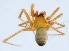  (Parasteatoda - GBOL12423)  @15 [ ] CreativeCommons - Attribution Non-Commercial Share-Alike (2015) SNSB (Staatliche Naurwissenschaftliche Sammlungen Bayerns) SNSB, Zoologische Staatssammlung Muenchen