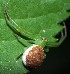  (Diaea dorsata - GBOL14399)  @14 [ ] CreativeCommons - Attribution Non-Commercial Share-Alike (2015) Joerg Spelda SNSB, Zoologische Staatssammlung Muenchen